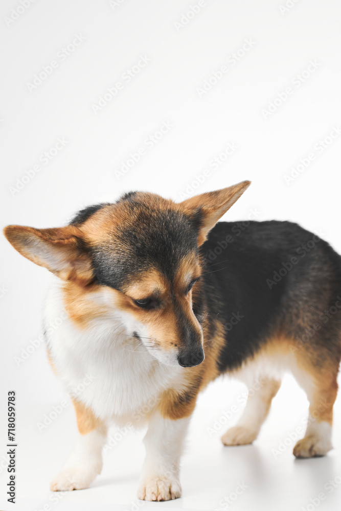 Pembroke Welsh Corgi portrait isolated on white studio background with copy space, purebred dog Pembroke Welsh Corgi portrait isolated on white studio background with copy space, purebred dog