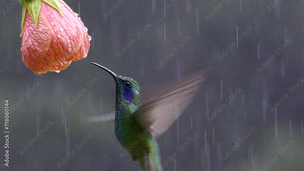 Green Violetear (Colibri thalassinus) feeding on a Abutilon pictum flower in heavy rain. Costa Rica