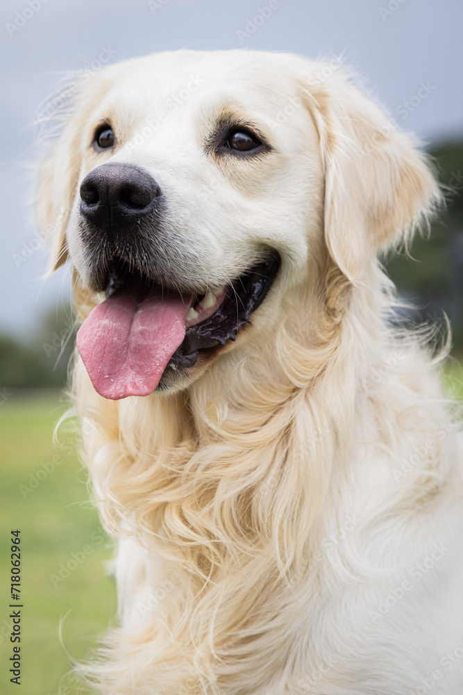 Portrait of a happy Golden Retriever dog.