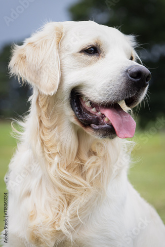 Portrait of a happy Golden Retriever dog. © RhianMai
