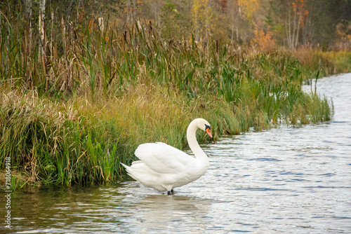 White swan on the shore of the lake. Live nature.