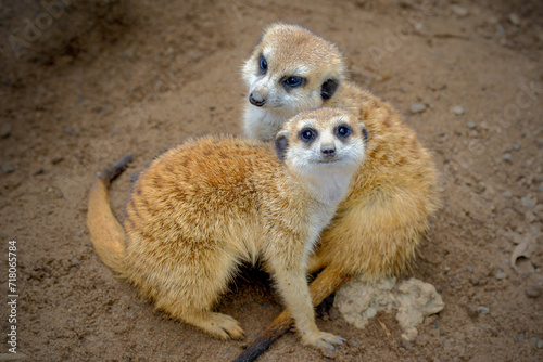 Meerkats holding each other close as if a cute couple photo