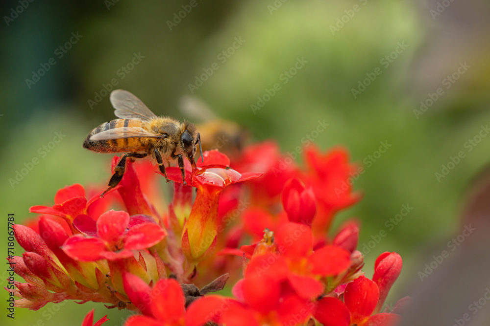 honey bee on red flower