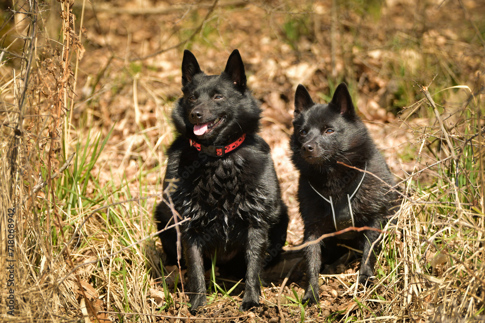 Two dogs of schipperke are sitting in grass. Summer day in nature with dogs. walk with dog.
Two dogs of schipperke are sitting in grass. Summer day in nature with dogs. walk with dog.