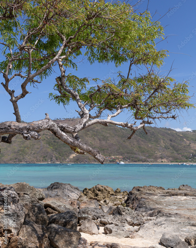 Tree growing next to clear water bay in South Lombok, Indonesia