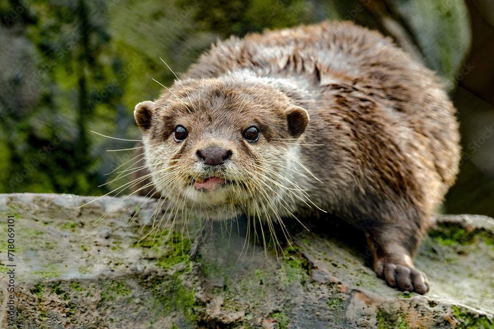 Light brown otter on the rock Light brown otter on the rock