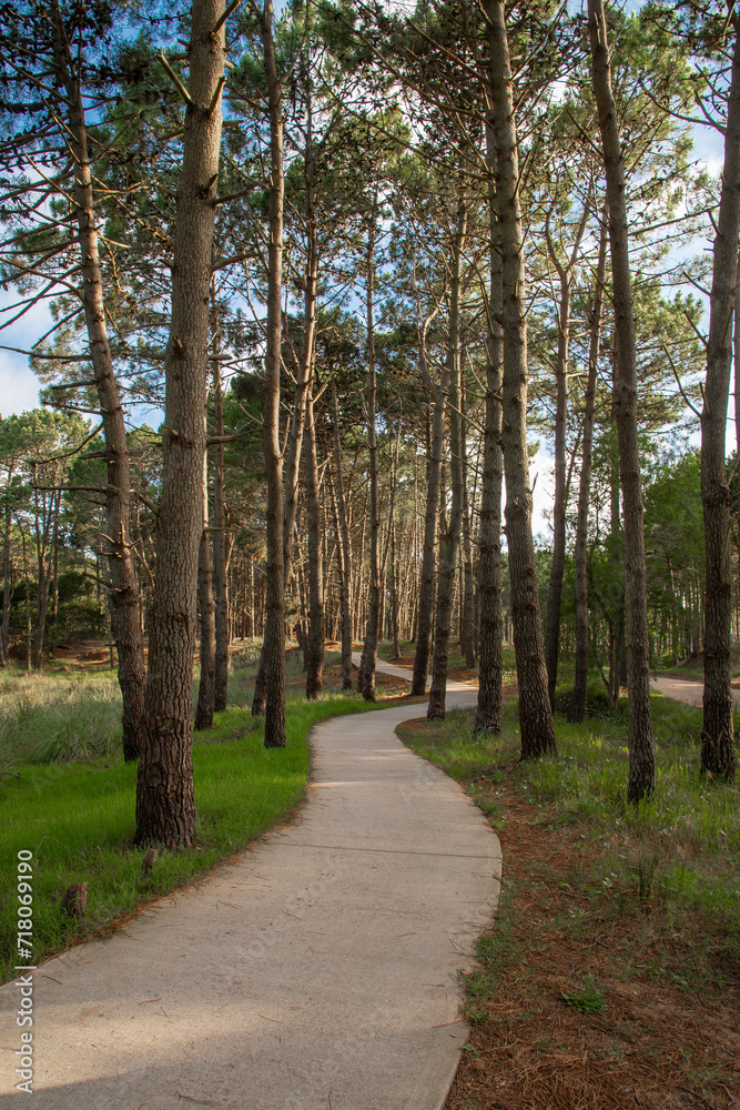 Trail in a beautiful pine forest