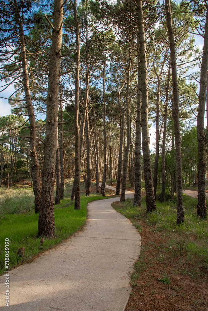 Trail in a beautiful pine forest Trail in a beautiful pine forest