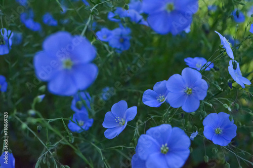 Blue flax blooms in the field