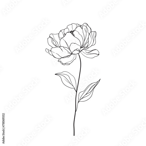 Elegant line drawing of a pretty peony flower. Illustration for invites and cards