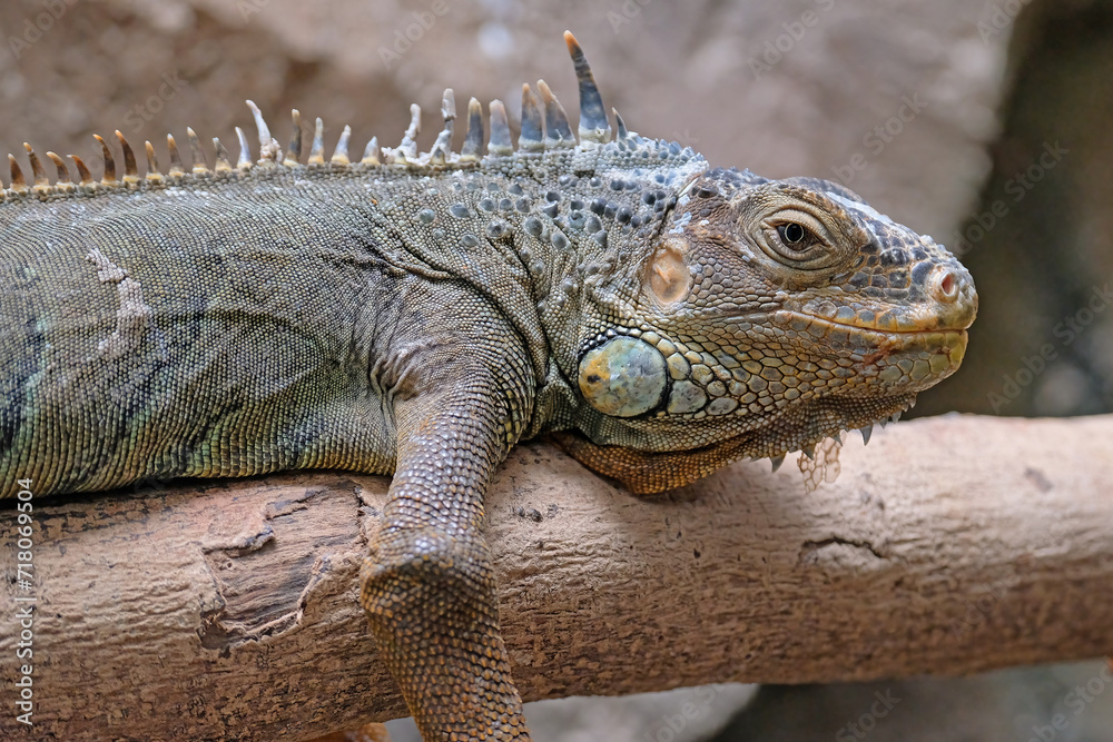 Green Iguana, iguana iguana, Adult Male standing on Branch Green Iguana, iguana iguana, Adult Male standing on Branch
