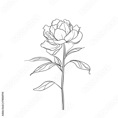 Elegant line drawing of a pretty peony flower. Illustration for invites and cards