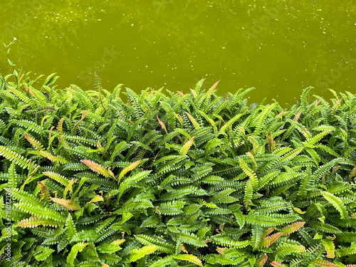 Fotografie Rib fern, Blechnum, Capense