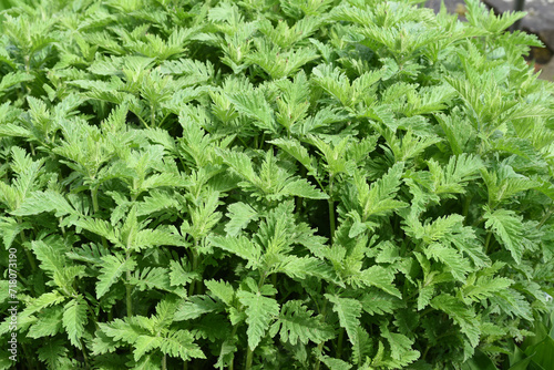 Lycopus europaeus photo