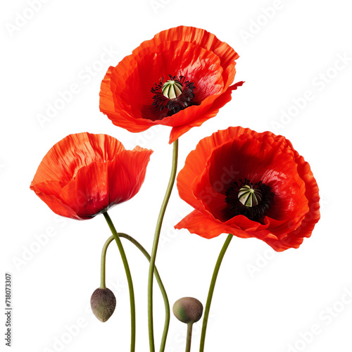 Red poppy flower isolated on transparent png background  Generative ai