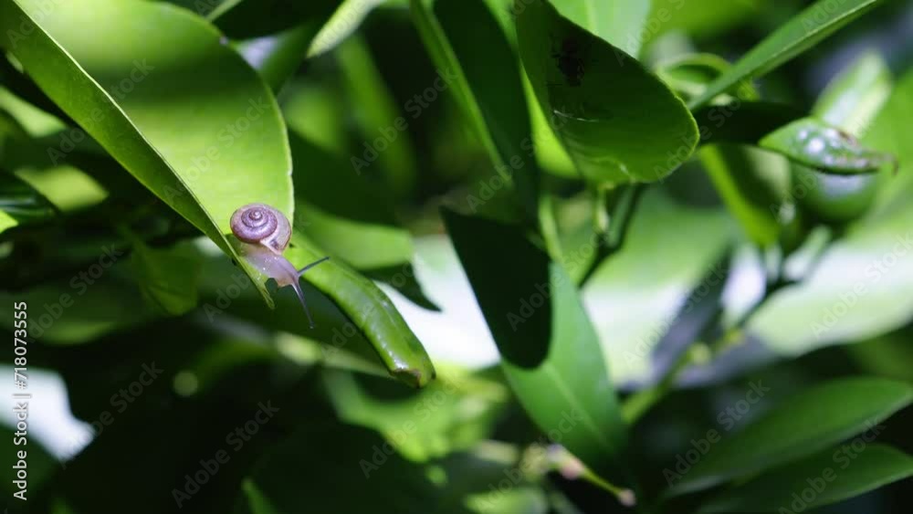 Small cute garden snail crawling on green kumquat leaf