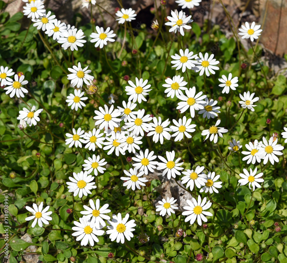 Zwerggaensebluemchen, Bellium bellidioides Zwerggaensebluemchen, Bellium bellidioides