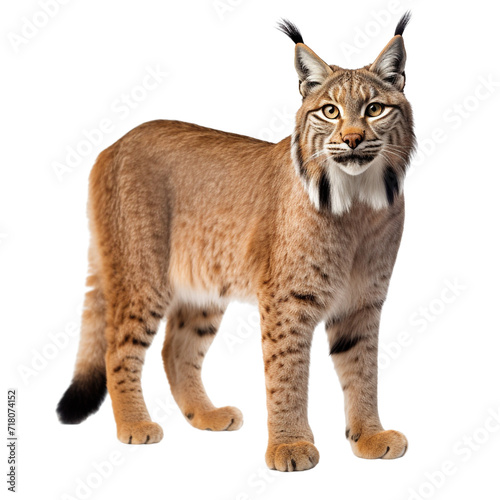 Lynx clip art