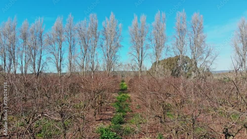 Low aerial dolly movement flying between dry orchards in the winter. Low aerial dolly movement flying between dry orchards in the winter.