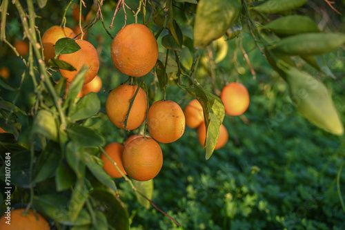 delicious juicy oranges on a tree in the garden in winter on the Mediterranean 8