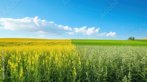 Hemp field in the foreground and rapeseed field behind it, rural landscape with blue sky