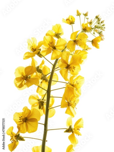 Lush rapeseed professional photo, sharp focus, isolated on white background