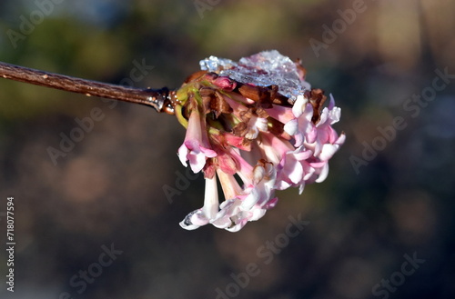 Frosthütchen auf einer Schneeball-Blüte photo