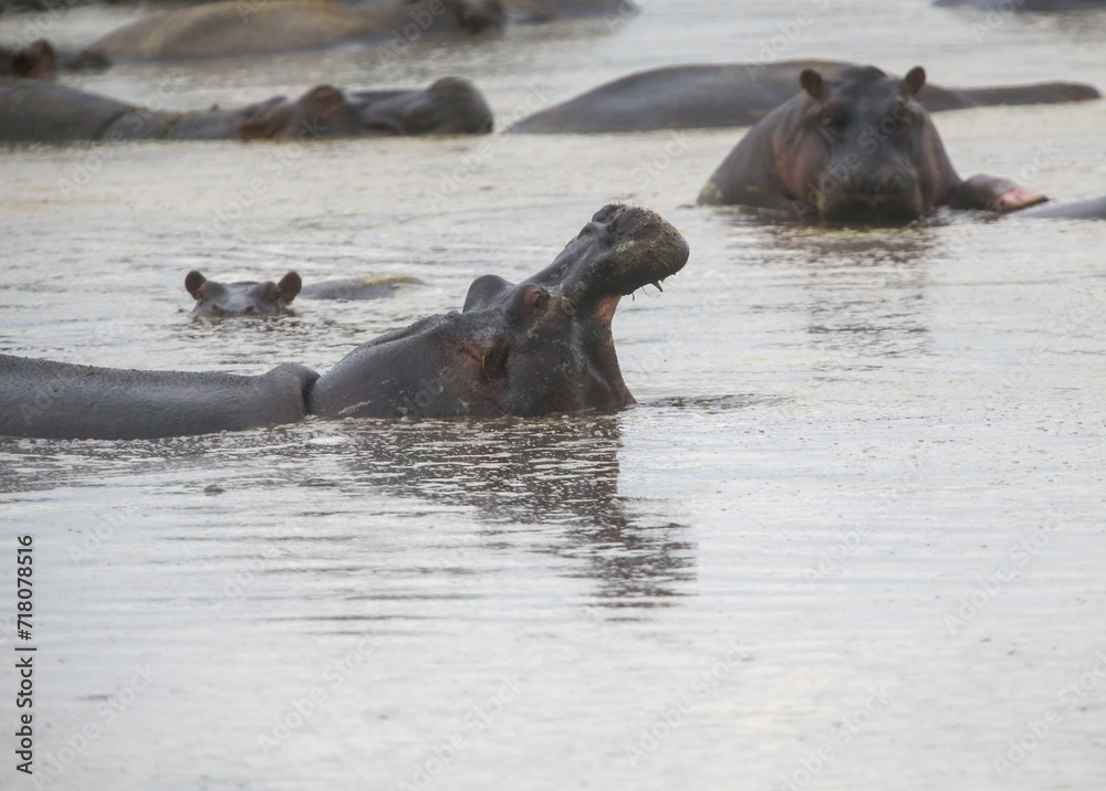 Group of hippos in the water in Kenya, Africa Group of hippos in the water in Kenya, Africa