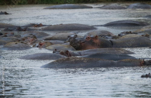 Group of hippos in the water in Kenya, Africa