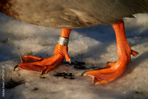 Male mallard duck legs with a metal tag on from Stavanger Museum. The photo is taken close to Østensjøvannet, Oslo, early 2024.