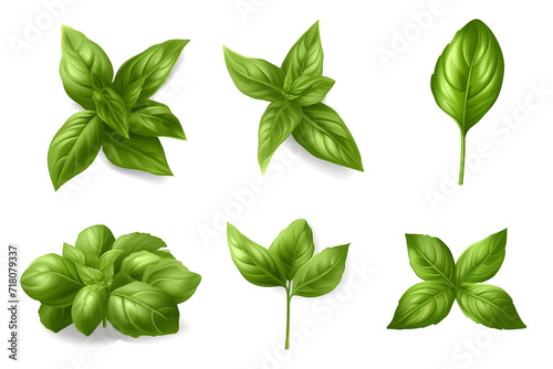 Set of basil leaves isolated on white background
