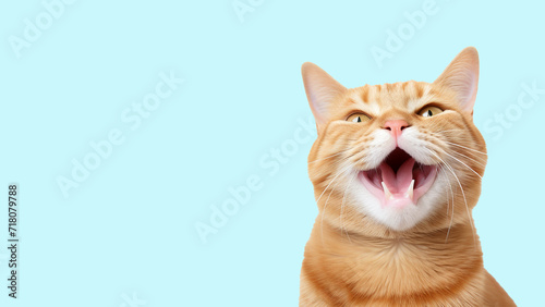 Happy orange cat isolated on colorful background Banner