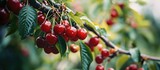 The ripe sweet cherries on the tree in the garden beckoned the birds with their vibrant red hues and mouthwatering taste.