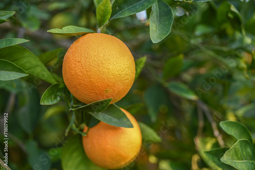 delicious juicy oranges on a tree in the garden in winter on the Mediterranean 111