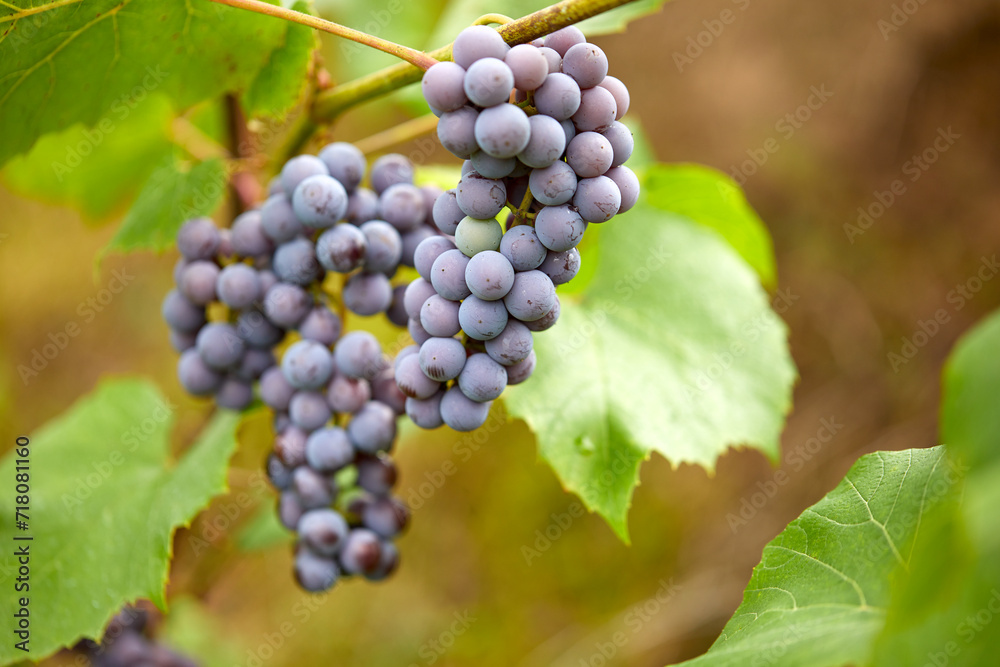blue grape in the garden