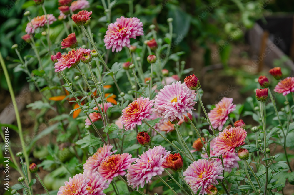 Aster flowers in the garden blooming Aster flowers in the garden blooming