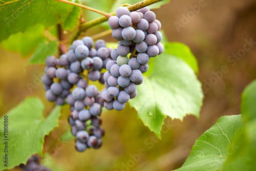 Wallpaper Mural blue grape in the garden Torontodigital.ca