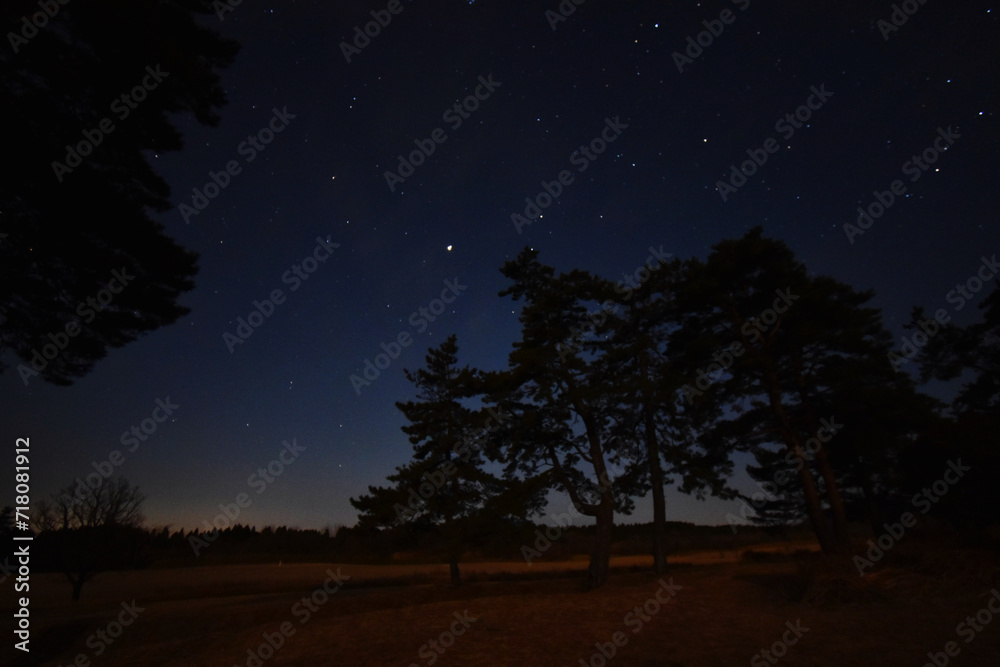 night sky with trees night sky with trees