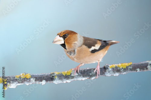 Hawfinch Coccothraustes coccothraustes amazing bird perched on tree blurred background