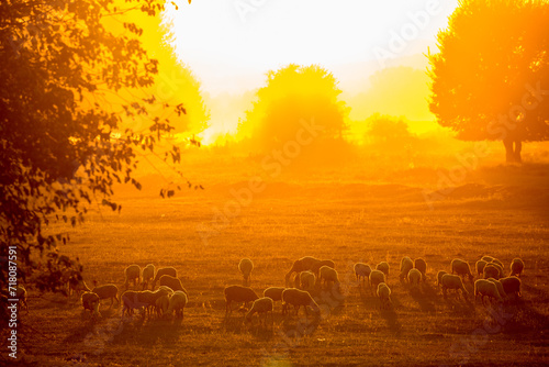 Scenery golden sunset in the countryside of Northern Greece near lake Kerkini  a national reserve park. Not fog but dust by running water buffaloes