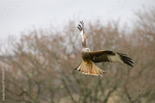 Red kite flying in the Brecon Beacons in Wales.