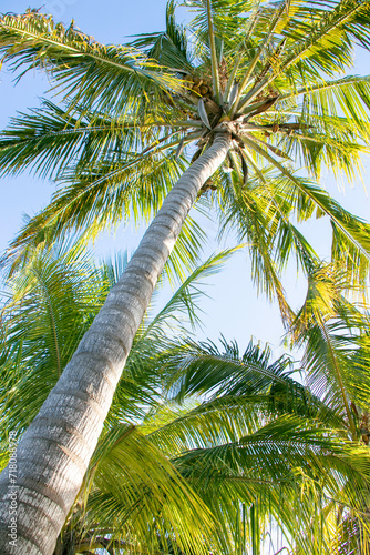 coconut palm tree