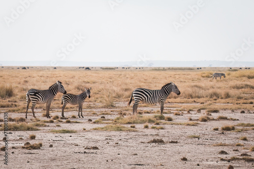 Photography group of zebra' s (equus quagga) in the african savannah, Kenya