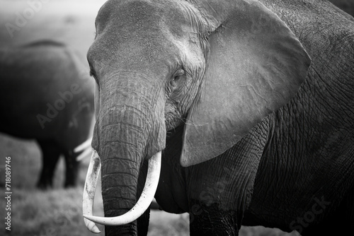 Black and white portrait of an african elephant