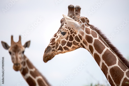 portrait of a giraffe © Herlinde
