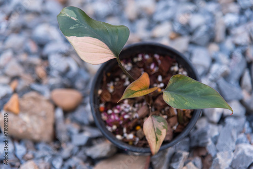 Homolomena Rubescens variegated in the pot  photo