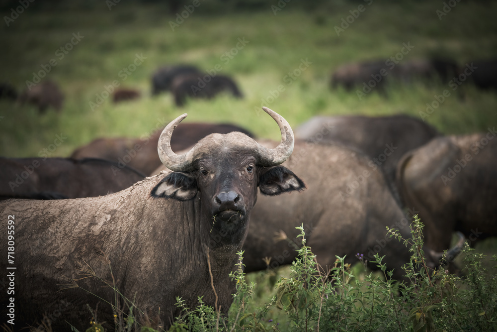 buffalo in the field buffalo in the field