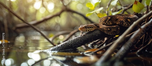 A mesmerizing view of a nonvenomous brown water snake elegantly coiled on a cluster of branches, suspended above the serene waters, captures the essence of nature's tranquility.