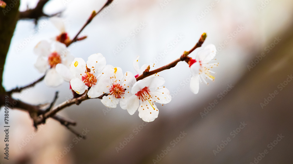 Apricot branch with white flowers in garden on blurred background Apricot branch with white flowers in garden on blurred background