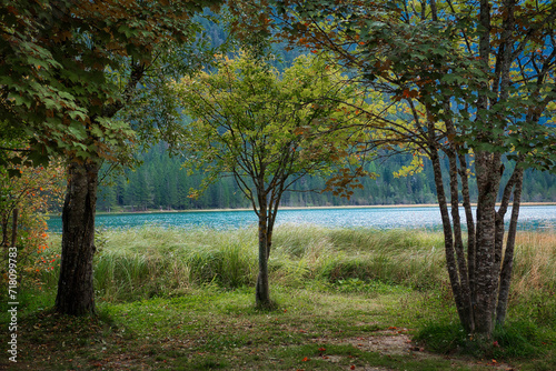 Ein kleiner Laubbaum vor hohem Gras an einem Seeufer mit einem Wald auf der gegen  berliegenden Uferseite